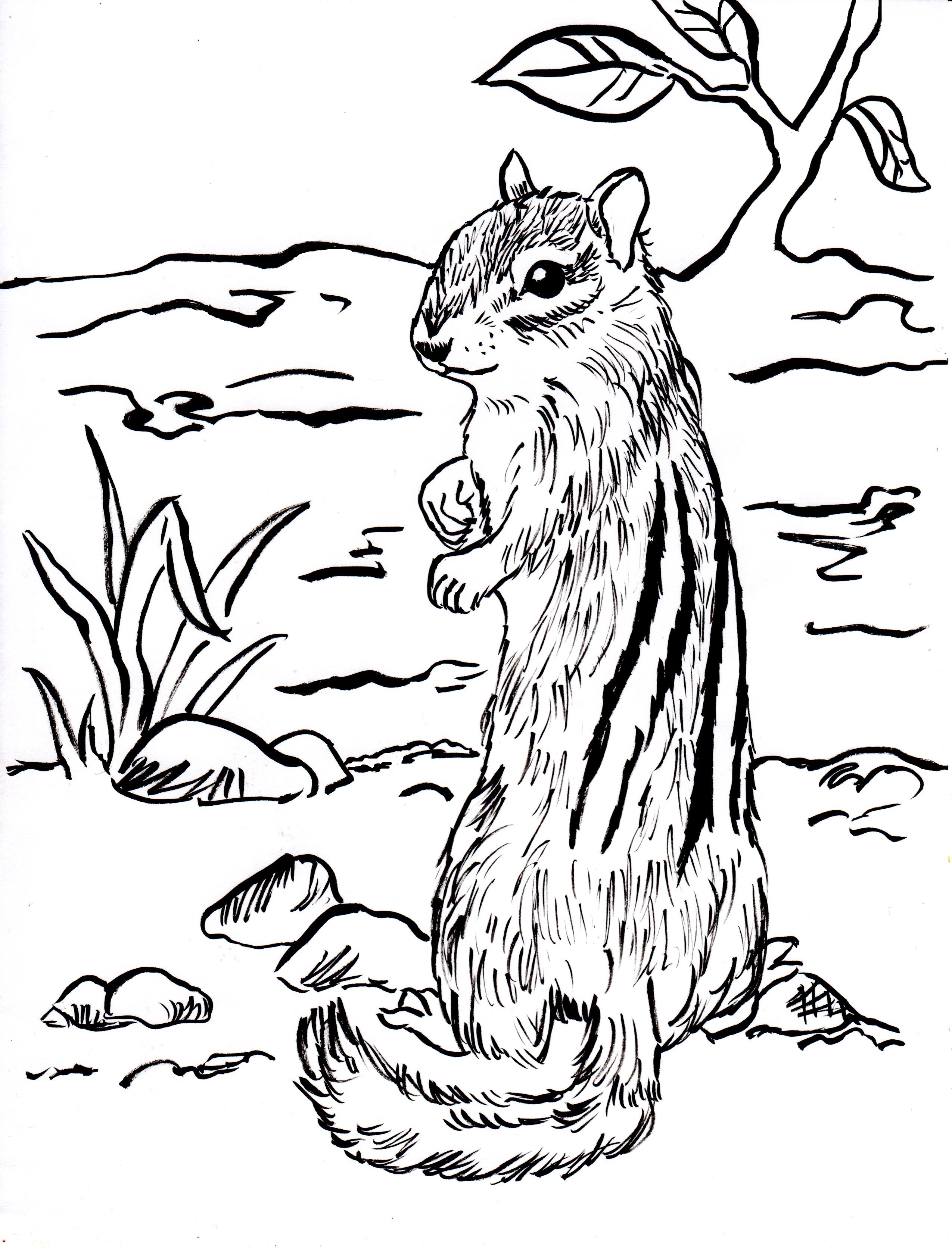 Chipmunk coloring page