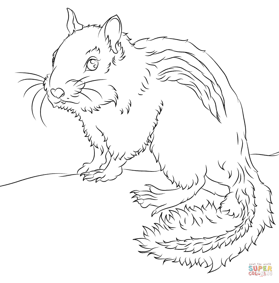 Chipmunk coloring page free printable coloring pages