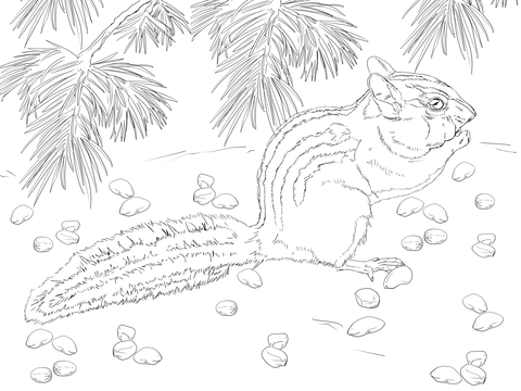 Townsends chipmunk coloring page free printable coloring pages