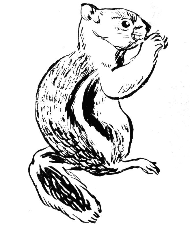 Free chipmunk coloring pages