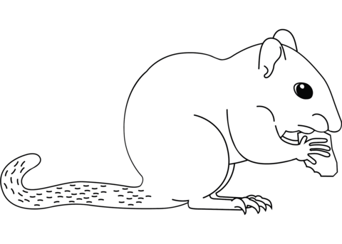Chipmunk coloring page free printable coloring pages