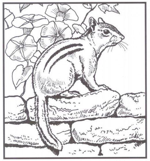 Chipmunk