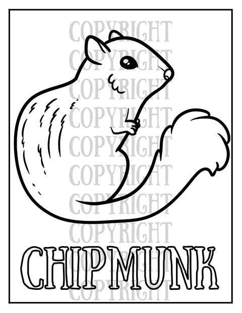 Squirrel