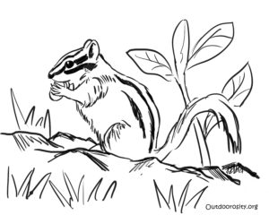 Coloring pages