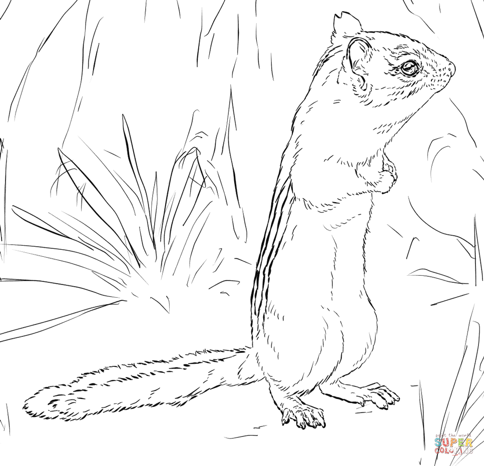 Eastern chipmunk coloring page free printable coloring pages
