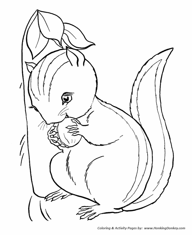 Striped squirrels coloring pages chipmunk coloring page and kids activity sheet