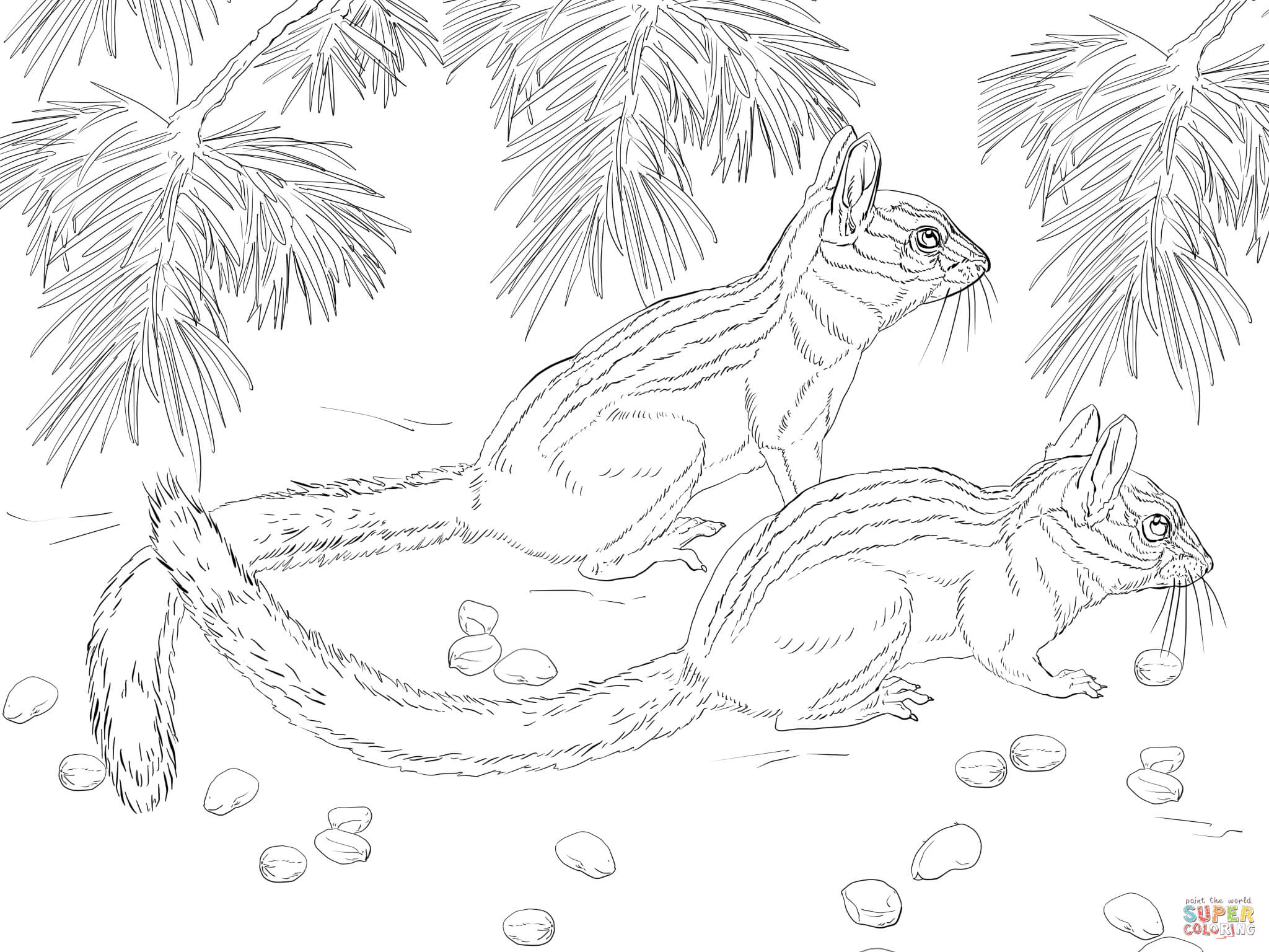 Long eared chipmunk coloring page free printable coloring pages