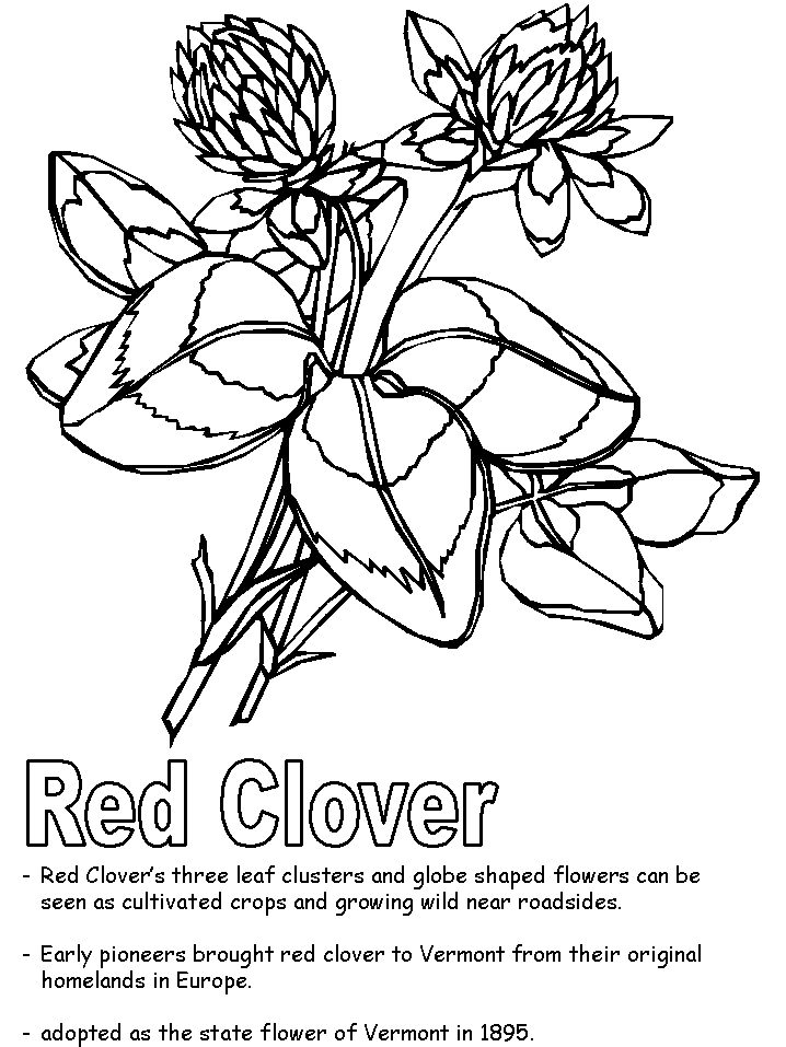 Red clover coloring page