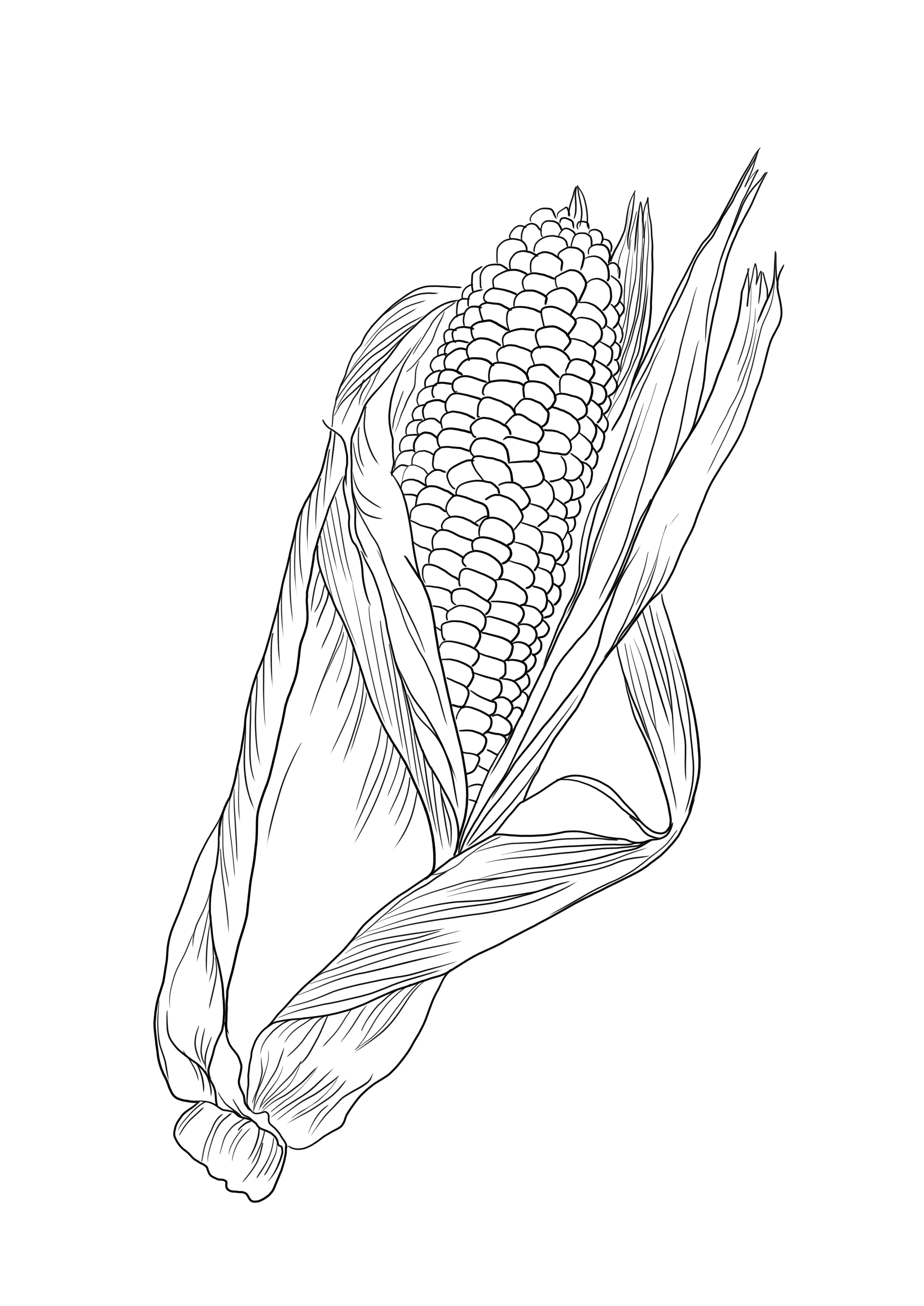 A free corn coloring sheet to print or download