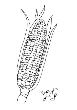 Corn coloring page stock photos and images