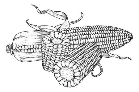 Corn coloring page stock photos and images