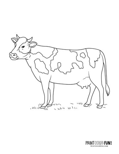 Cow coloring pages clipart at