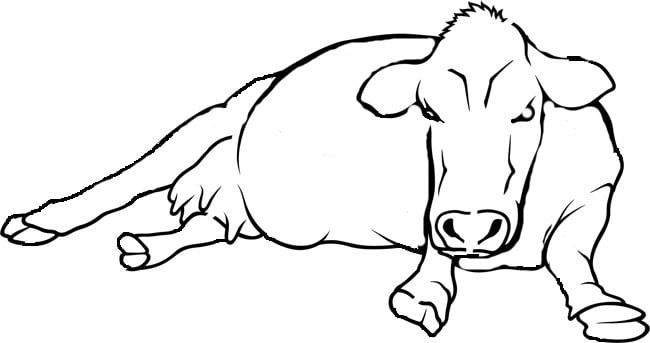 Cow
