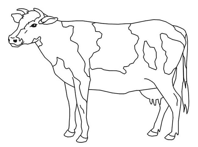 Cow