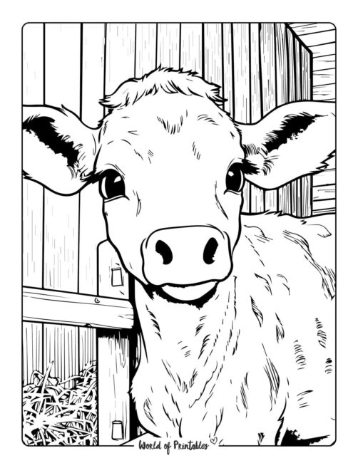 Cow coloring pages for kids adults