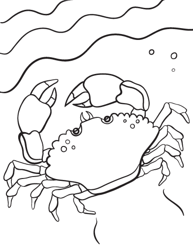 Free crab coloring page