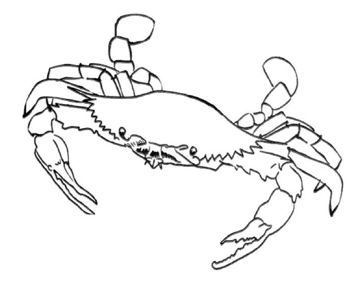 Free printable crab coloring pages for kids coloring pages beach coloring pages mandala coloring pages