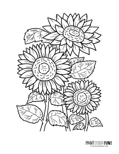 Flower coloring pages clipart to color a whole garden at