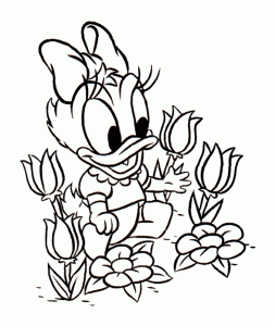 Daisy
