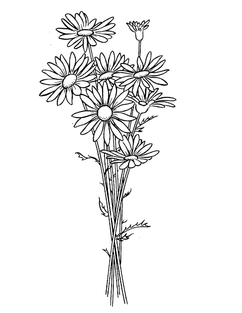 Print daisies coloring page