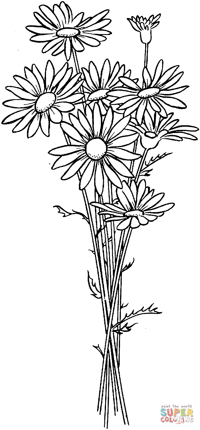 Daisies coloring page free printable coloring pages