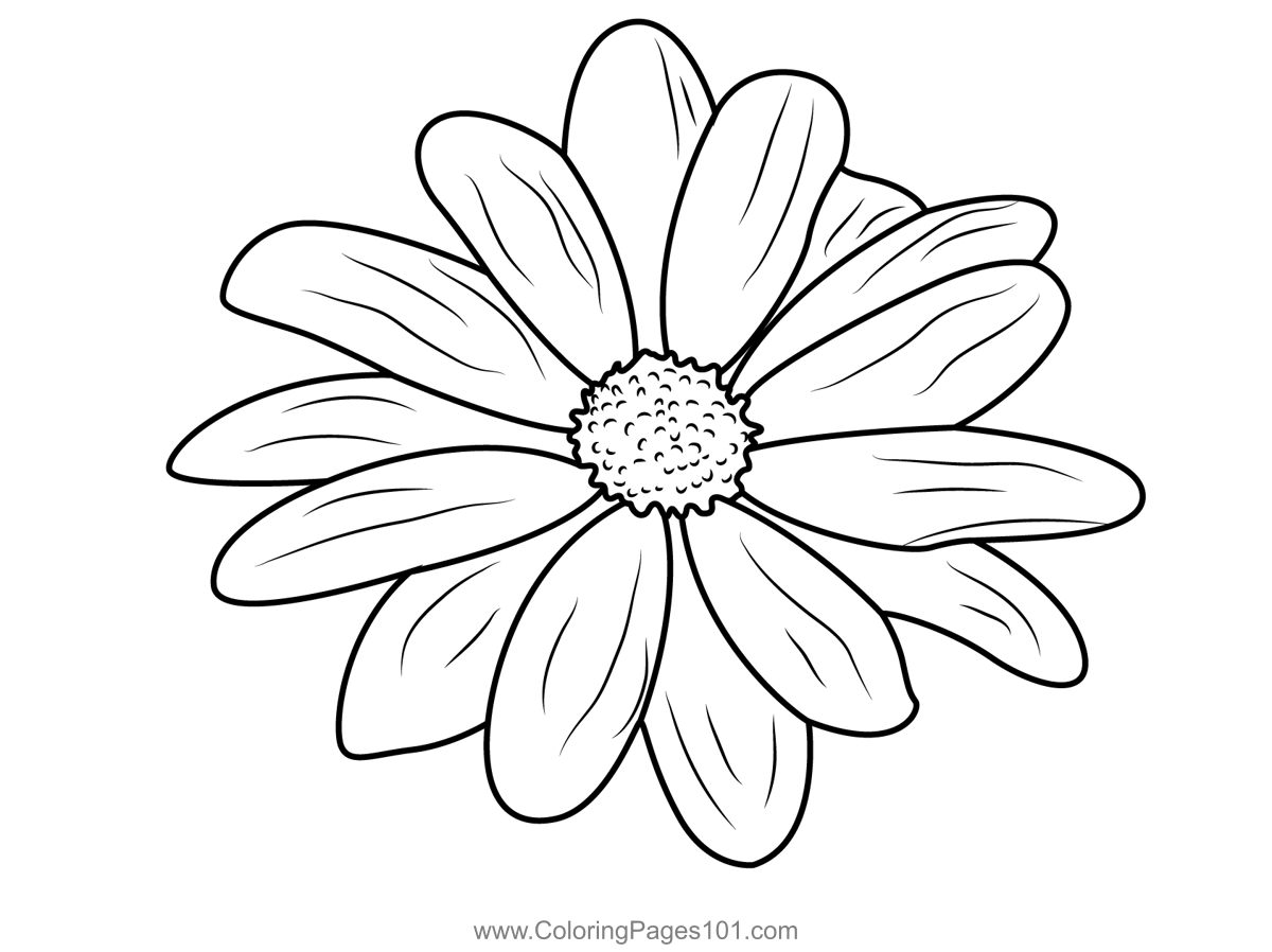 Close up daisy flower coloring page for kids