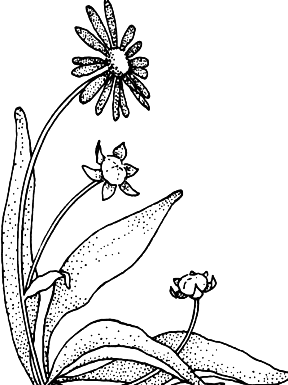 Daisy pages â printable pages