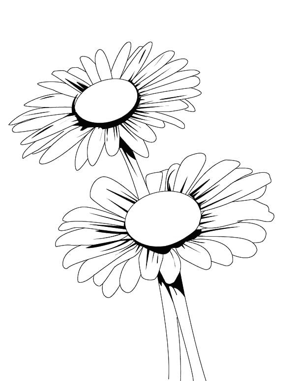 Daisy coloring pages