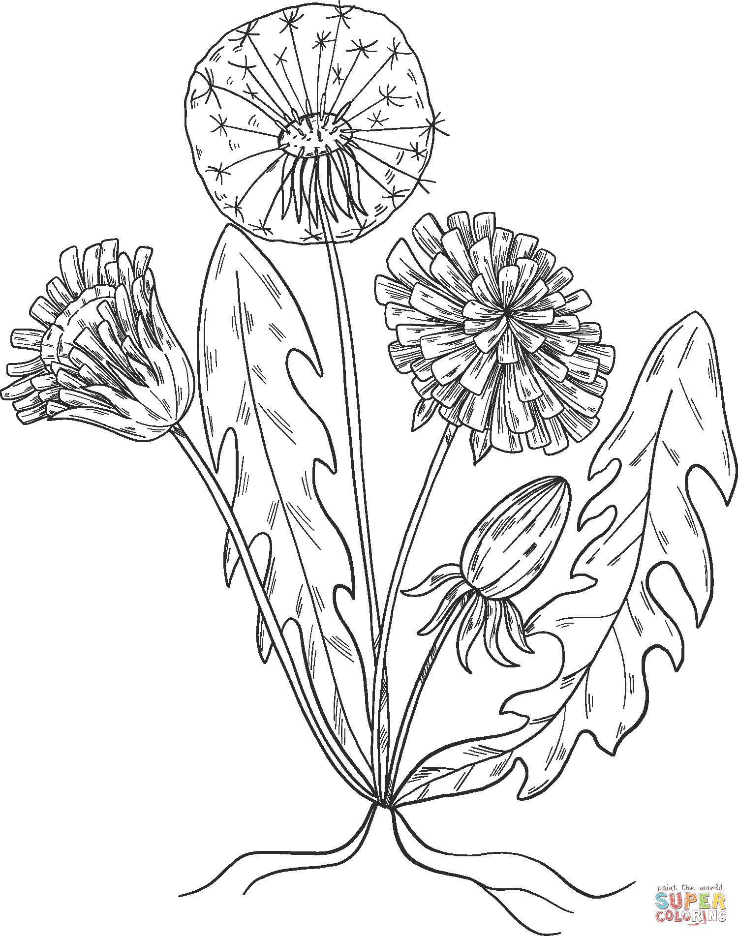 Dandelion plant coloring page free printable coloring pages