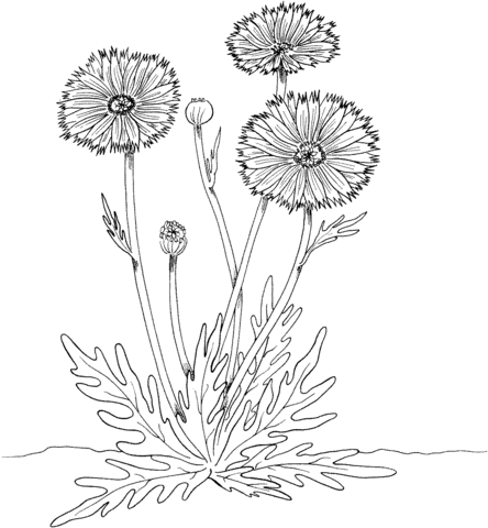 Coloring pages marigold plant coloring pages