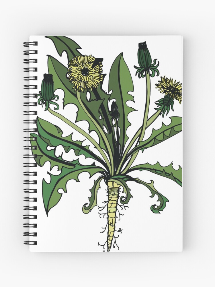 Dandelion botanical full plant line art drawing line art adult coloring page digital art print spiral notebook for sale by lastminutelaura