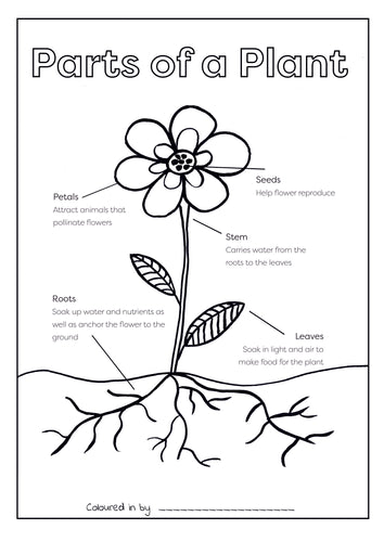 Lifecycle of a dandelion colouring printable â