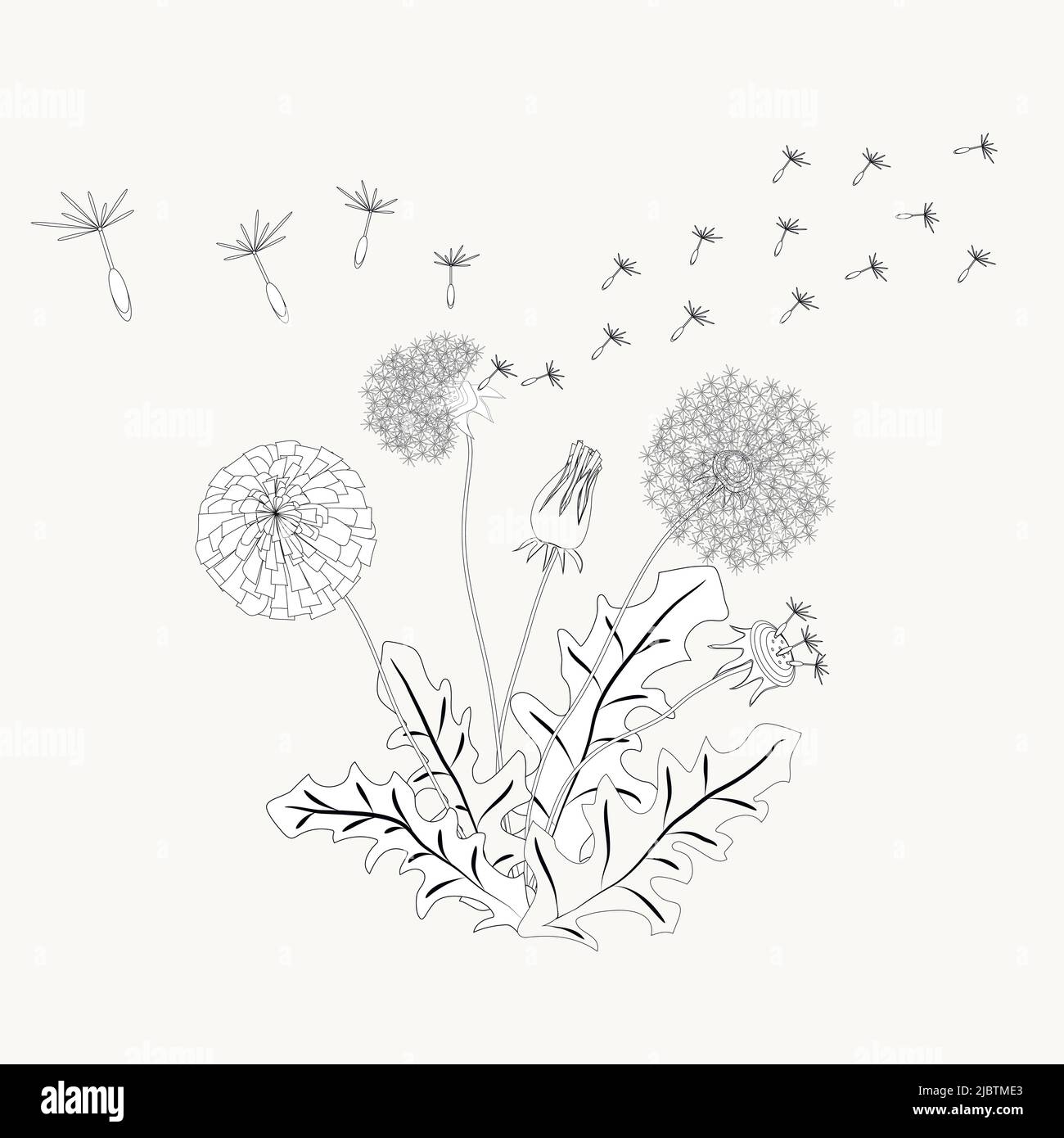 Dandelion drawing hi