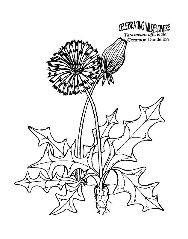 Dandelion free coloring pages for kids