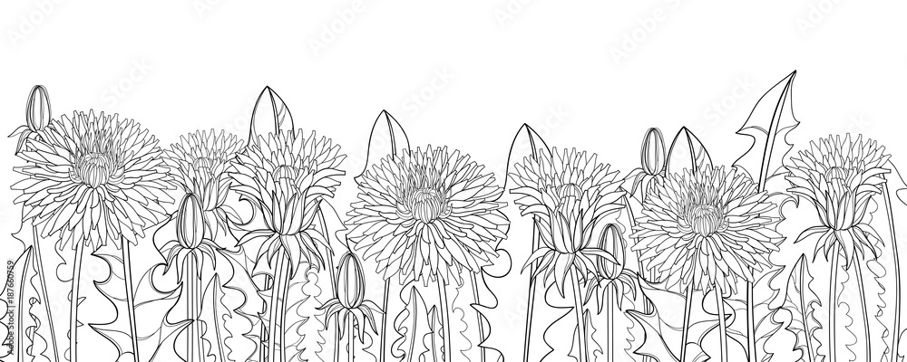 Vector horizontal border with outline dandelion flower bud and ornate leaves in black isolated on white background dandelion field for herbal spring design coloring book in contour style vector