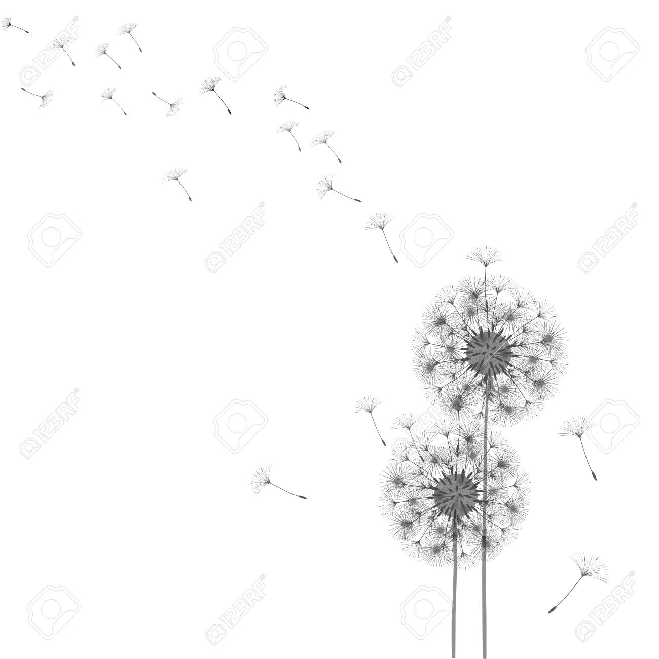 Abstract dandelion template design royalty free svg cliparts vectors and stock illustration image