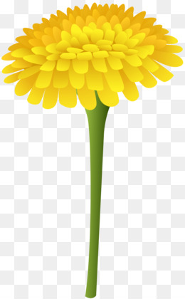 Dandelion flower png