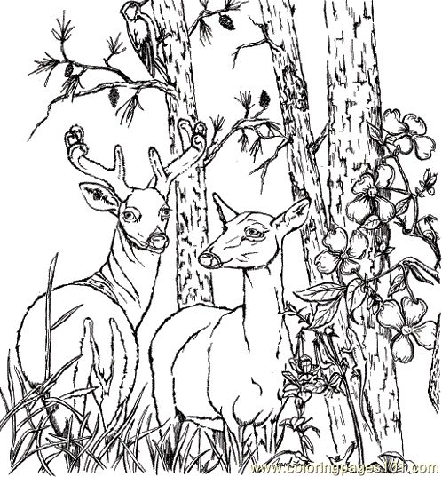 Texaswhitetaileddeeranimalcoloringpagescopyjdusagif ã deer coloring pages animal coloring pages adult coloring pages