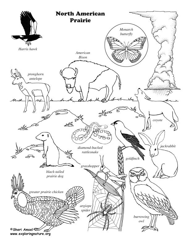 Prairie american coloring page north american animals american animals desert animals coloring