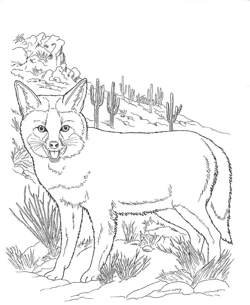 Coloring pages fox desert animals coloring animal coloring pages fox coloring page