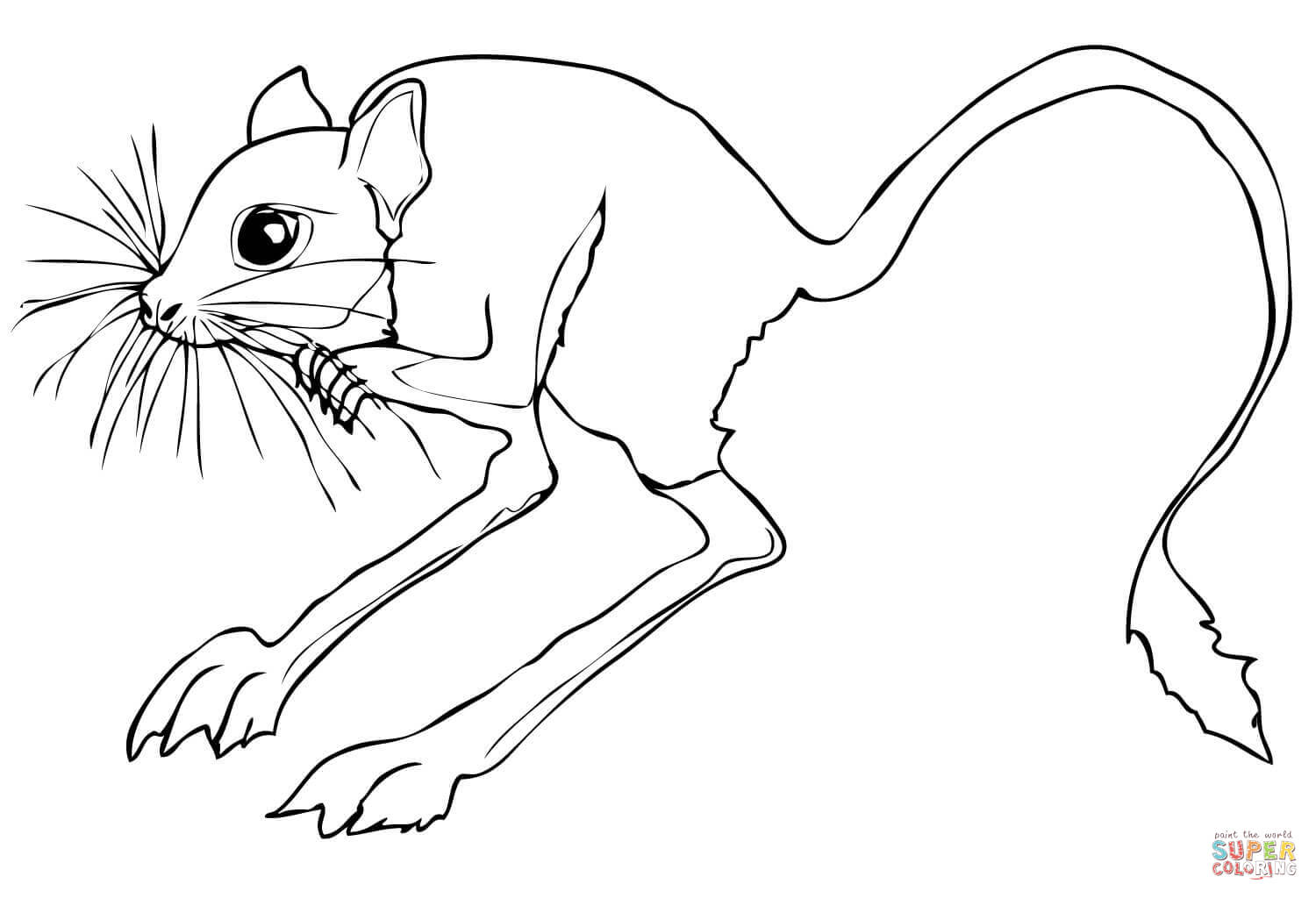 Desert rodent jerboa coloring page free printable coloring pages