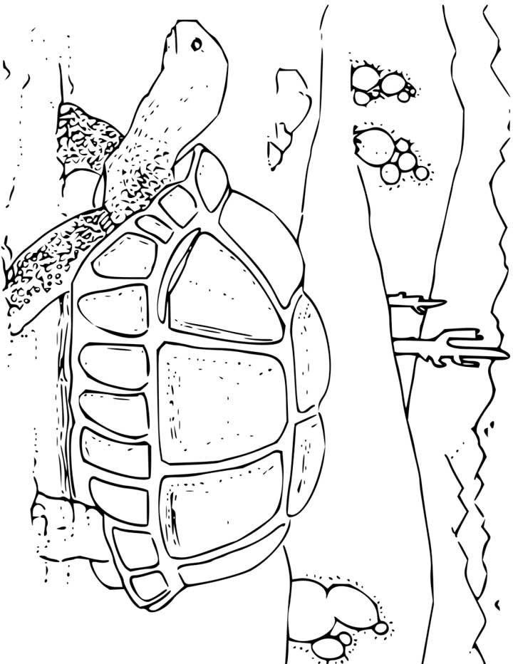 Tortoise loring page for kids