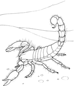 Desert animals coloring pages free printable pictures