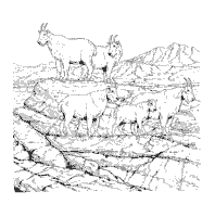 Desert animals coloring pages