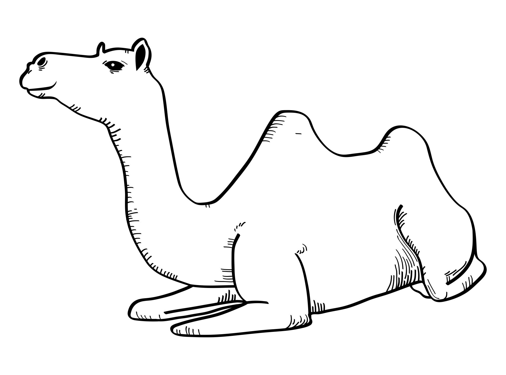 Best desert coloring pages printable pdf for free at