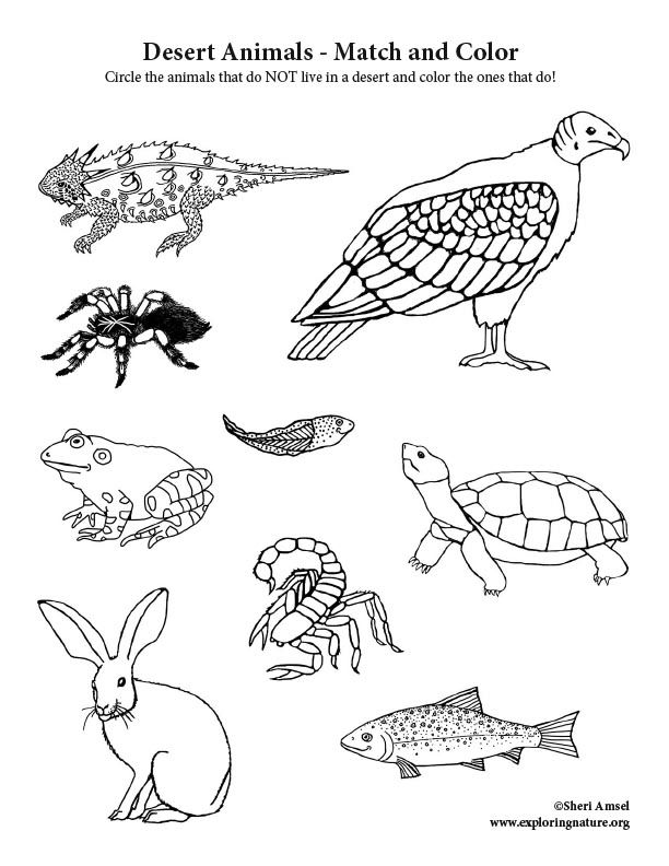 Desert animals