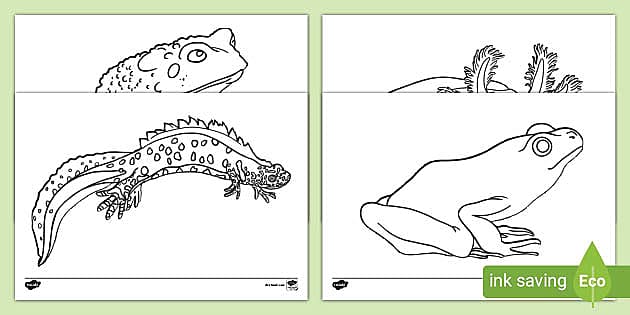 Desert animals loring sheets