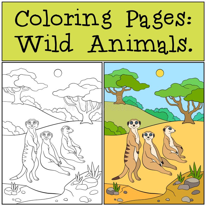 Meerkat coloring stock illustrations â meerkat coloring stock illustrations vectors clipart