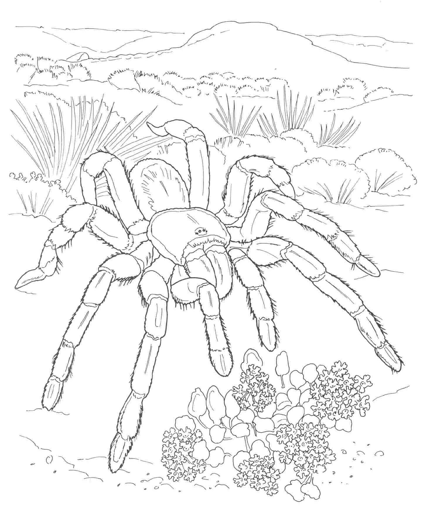 Free coloring page of african animals animals find the latest news on animals at free â animales del desierto dibujos para colorear adultos arte de insectos