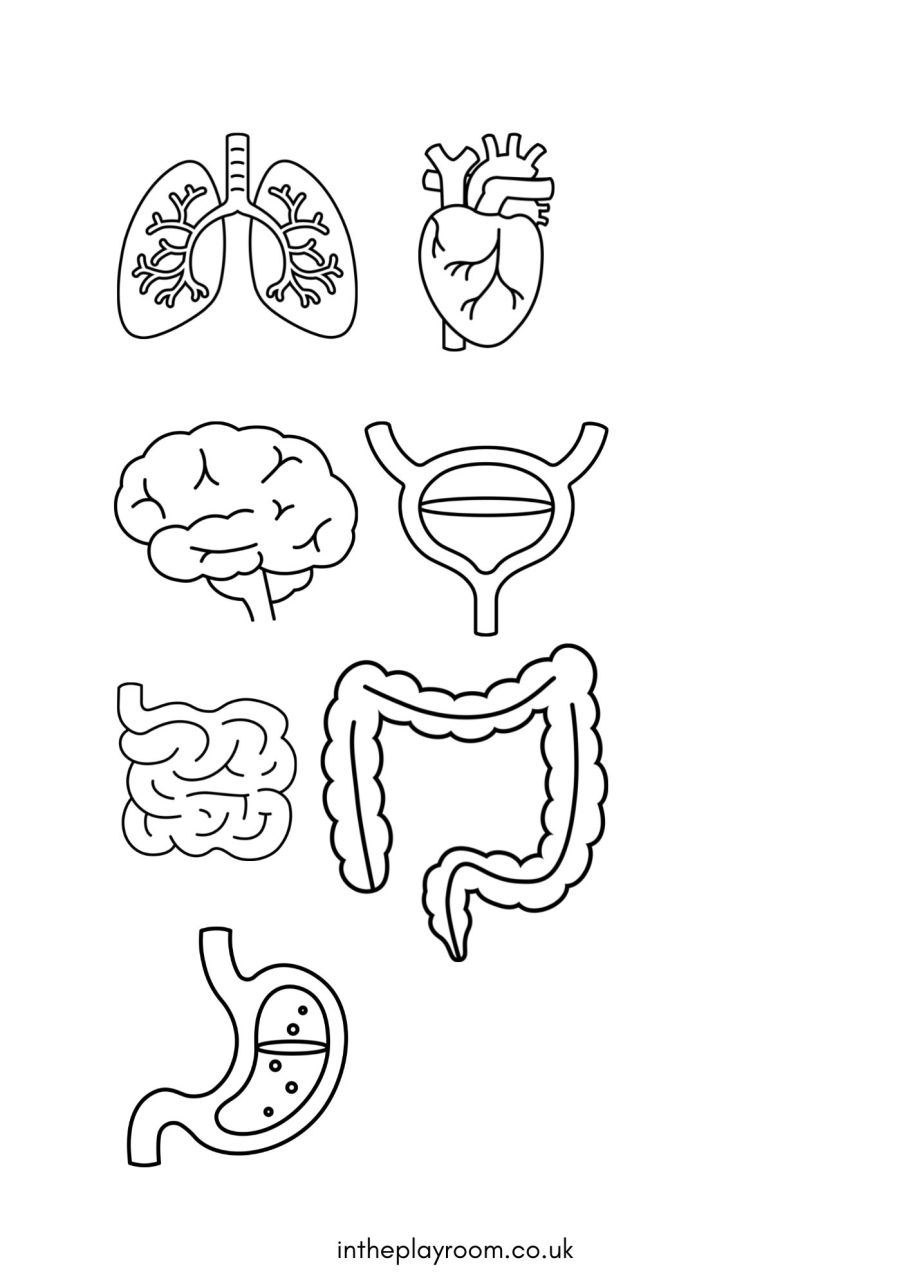Free human body printables for kids